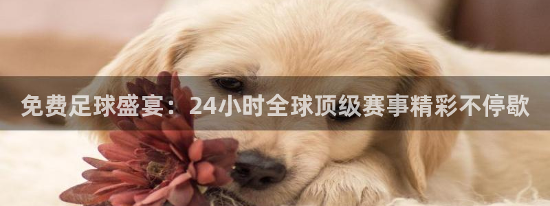 免费足球盛宴：24小时全球顶级赛事精彩不停歇