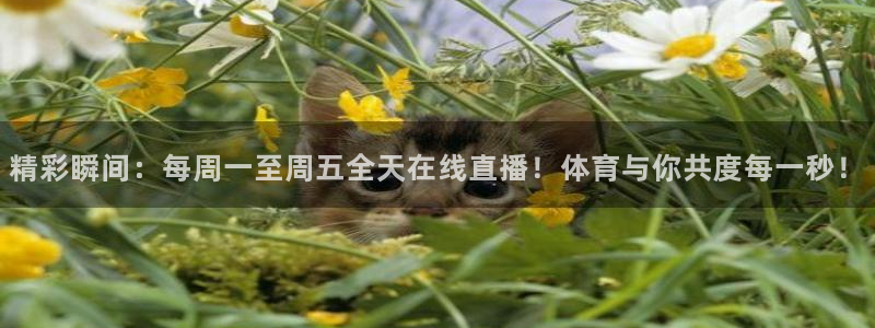 精彩瞬间：每周一至周五全天在线直播！体育与你共度每一秒！